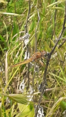 Libellula pontica