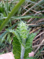 Salvia verbenaca
