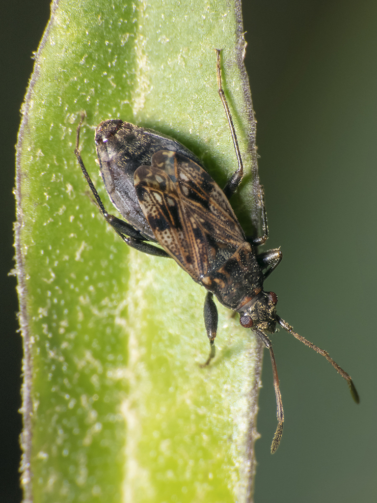 Bergidia polychroma