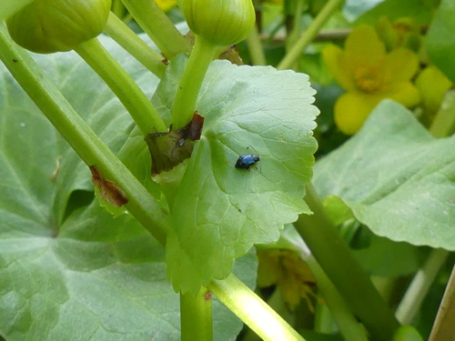 Iris Flea Beetle, Alphen aan den Rijn, Netherlands, photo 9 of 10
