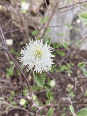 Fothergilla gardenii