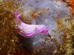 Prostheceraeus roseus