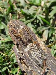 Parastagmatoptera unipunctata