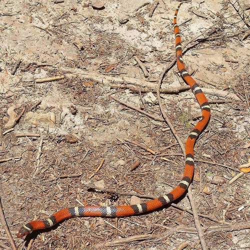Scarlet Kingsnake photographed in Tennessee