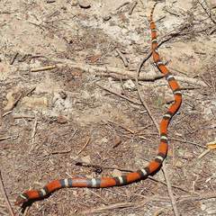 Lampropeltis elapsoides