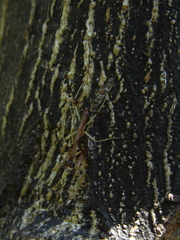 Parastagmatoptera unipunctata