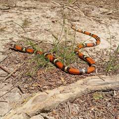 Lampropeltis elapsoides