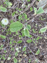 Fothergilla gardenii