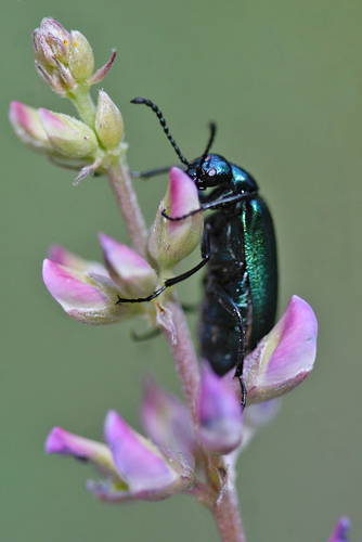 iNaturalist observation photo of Green Blister Beetle