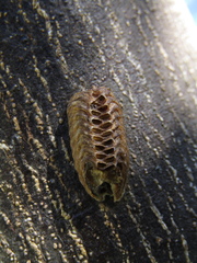 Parastagmatoptera unipunctata