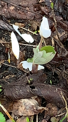 Sanguinaria canadensis