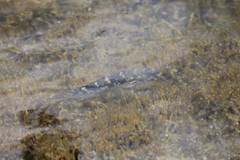 Mauligobius maderensis