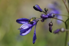 Callistochlora chloris