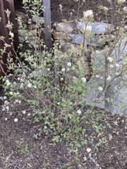 Fothergilla gardenii