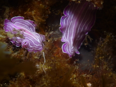 Prostheceraeus roseus