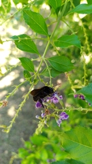 Bombus pauloensis