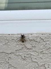 Apis mellifera