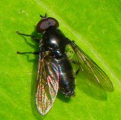 Cheilosia variabilis