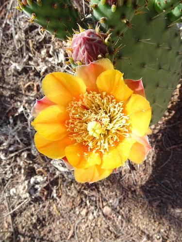 Red Prickly Pear