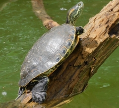 Trachemys hartwegi