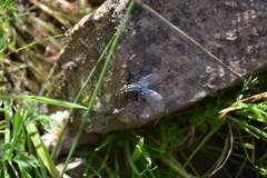 Sarconesiopsis magellanica