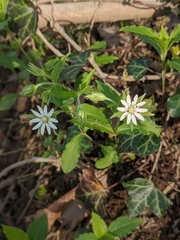 Stellaria corei