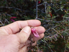 Eremophila maculata