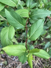 Tracheophyta