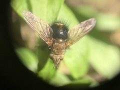Epalpus