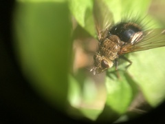 Epalpus