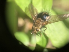 Epalpus
