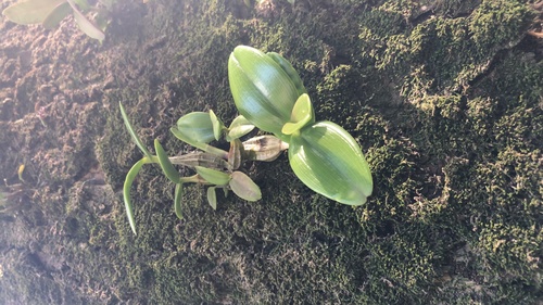 Dendrobium crumenatum observed 2021-04-12