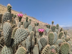 Opuntia basilaris treleasei