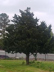 Juniperus virginiana