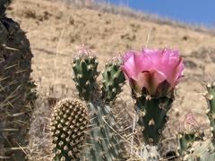 Opuntia basilaris treleasei