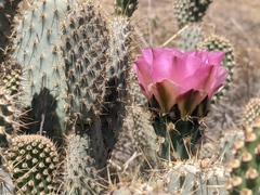 Opuntia basilaris treleasei