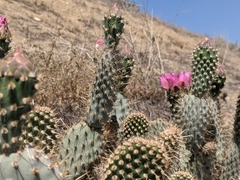 Opuntia basilaris treleasei