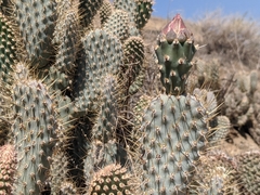 Opuntia basilaris treleasei