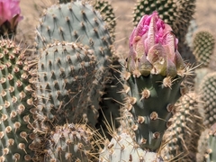 Opuntia basilaris treleasei