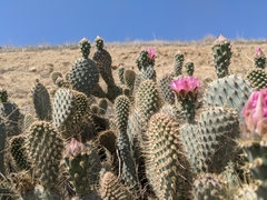 Opuntia basilaris treleasei