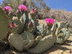 Opuntia basilaris treleasei