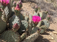 Opuntia basilaris treleasei