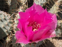 Opuntia basilaris treleasei