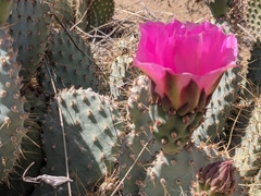 Opuntia basilaris treleasei