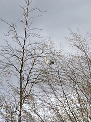 Ardea cinerea
