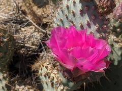 Opuntia basilaris treleasei
