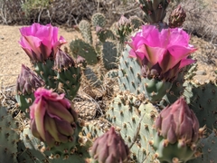 Opuntia basilaris treleasei