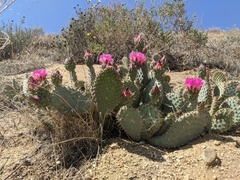 Opuntia basilaris treleasei