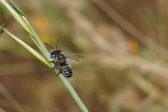 Megachile