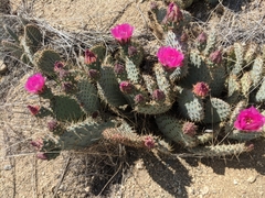 Opuntia basilaris treleasei